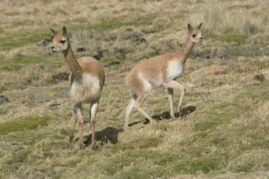Lima: las vicuñas de Cajatambo